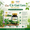 cao cà gai leo